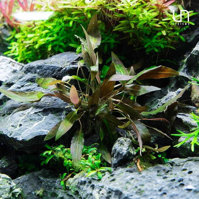 Ultum Nature Systems Cryptocoryne Wendtii Green Tissue Culture Live Plant for Aquarium, Aquascape, Freshwater Fish Tanks - 100% Snail Free in Vitro