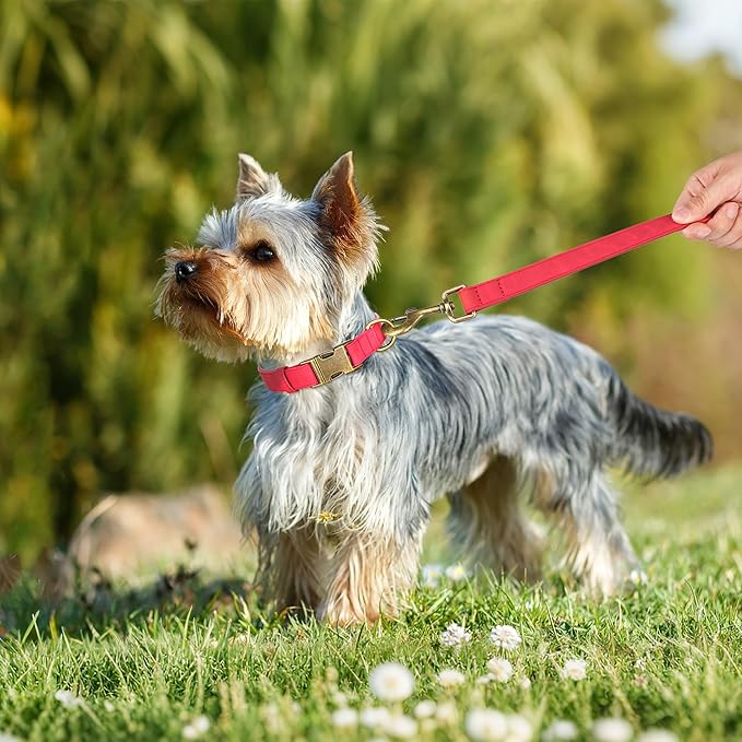 Didog Soft PU Leather Dog Collar, Stylish Quick Released Dog Collars for Small Dogs, Easy Clean Adjustable Pet Collar for Daily Walking, Red, S Fit 10-16" Neck