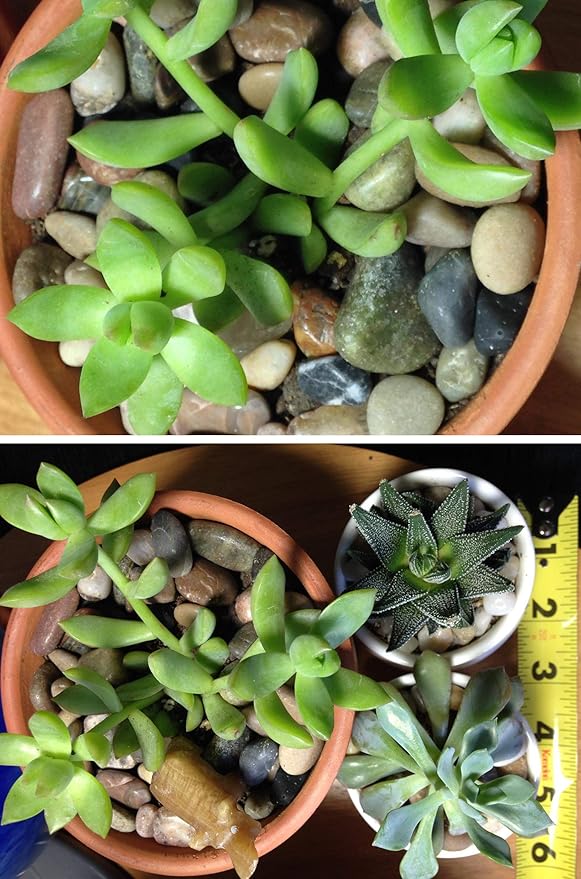 River Rock Stones, Natural Decorative Polished Mixed Pebbles Gravel,Outdoor Decorative Stones for Plant Aquariums, Landscaping, Vase Fillers (10 LB, Mixed Colors)