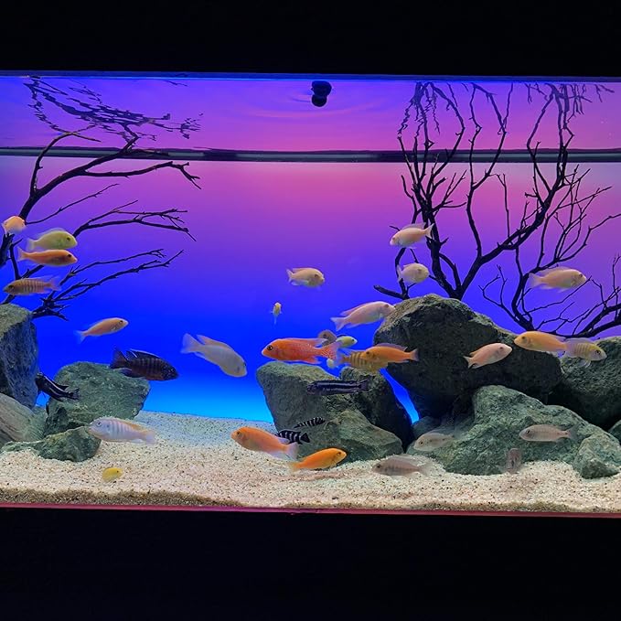 CURRENT USA 24-36" Inch Serene Aquarium Visual and Audio Aquatic Experience Kit with LED Aquarium Light, LED Background Light, Frosted Background Film & Speaker for Fish Tank (4025)