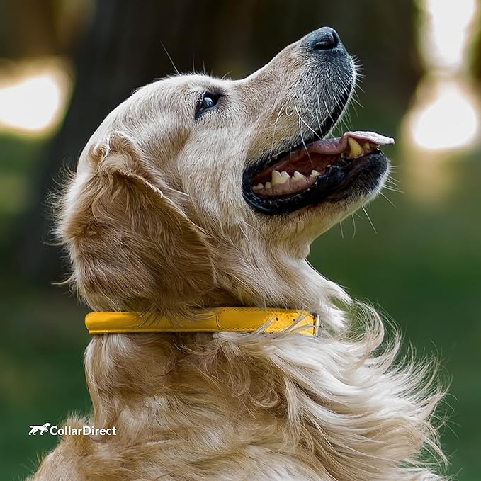 CollarDirect Rolled Leather Dog Collar, Soft Padded Round Puppy Collar, Handmade Genuine Leather Collar Dog Small Large Cat Collars 13 Colors (18-22 Inch, Yellow Textured)