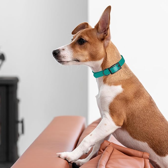 Dogline Biothane Waterproof Dog Collar Strong Coated Nylon Webbing with Black Hardware Odor- Proof for Easy Care Easy to Clean High Performance Fits Small Medium or Large Dogs, Blue Aqua