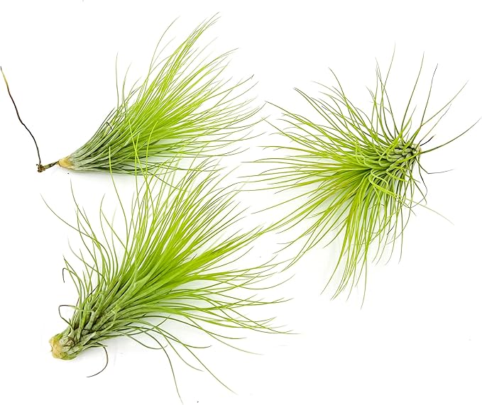 Air Plants - Tillandsia Andreana, Large 4-6" - 3ct - Live Arrival Gauranteed - House Plants for Home Decor & Gift