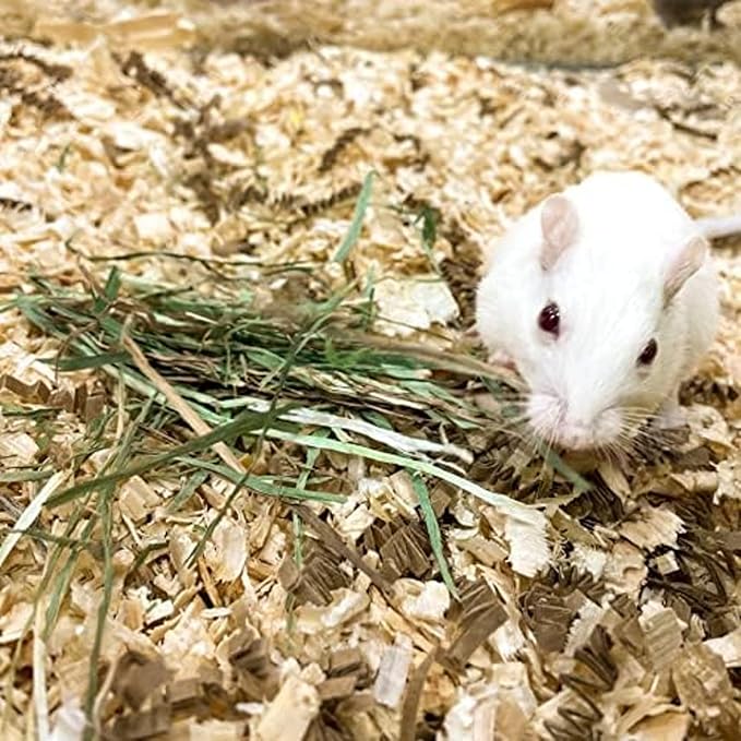 Blue Mountain Hay | Fresh Organic Meadow Hay (40 Ounce) | Mimics Natural Forage | High-Altitude Hay Pet Food for Rabbits, Guinea Pigs, Chinchillas, Hamsters, and Other Small Pets