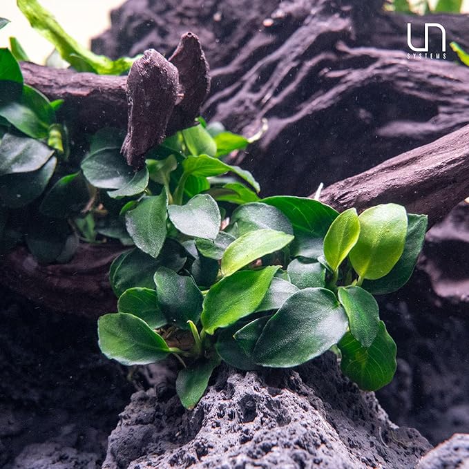 Ultum Nature Systems Anubias Nana Pinto Tissue Culture Live Plant for Aquarium, Freshwater Fish Tank, Aquascaping - 100% Snail Free in Vitro