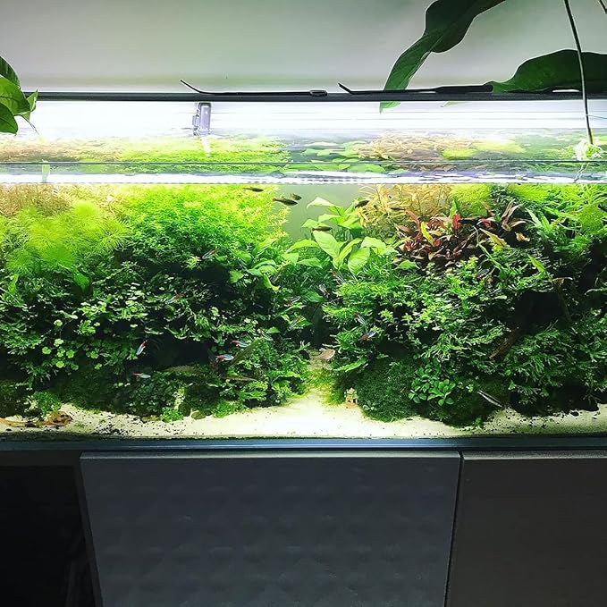 Java Fern Live Aquarium Plants - Potted Freshwater Plant for Fish Tanks - Beginner Friendly, Low Light (Windelov, 5 Pots)