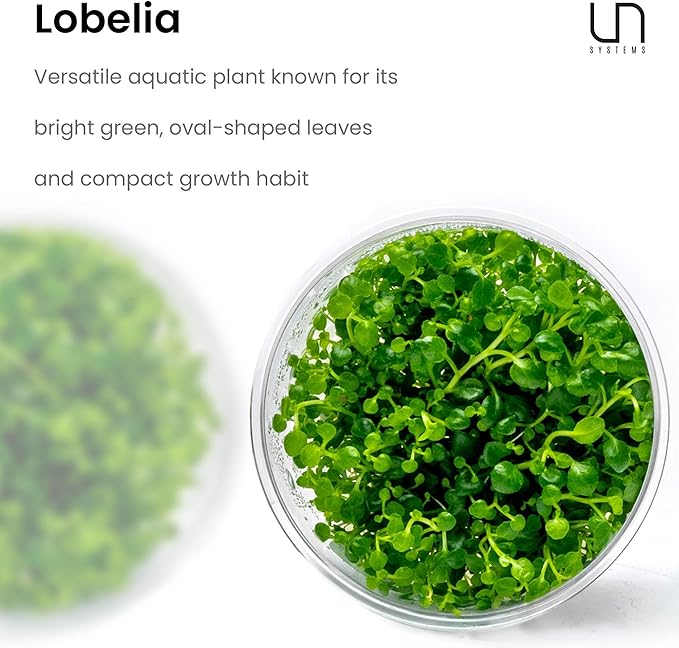 Ultum Nature Systems Lobelia Cardinalis ‘Cardinal’ Tissue Culture Live Plant for Aquarium, Freshwater Fish Tank, Aquascaping - 100% Snail Free in Vitro