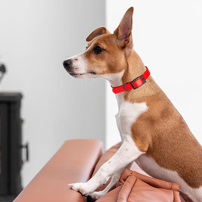 Dogline Biothane Waterproof Dog Collar Strong Coated Nylon Webbing with Black Hardware Odor- Proof for Easy Care Easy to Clean High Performance Fits Small Medium or Large Dogs, Cherry Red