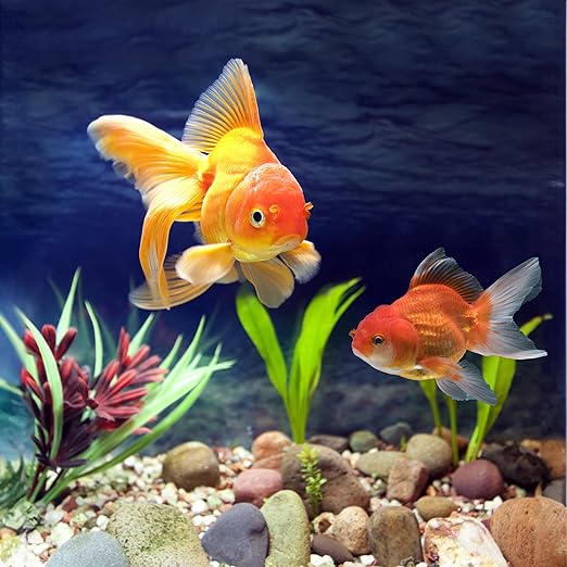 40lbs River Rocks, 1-2 Inch Natural Pebbles for Plants, Hand-Picked Premium Stones for Landscaping and Garden Design, Fish Tank, Flower Pots, Pathways and Backyard, Mixed Color