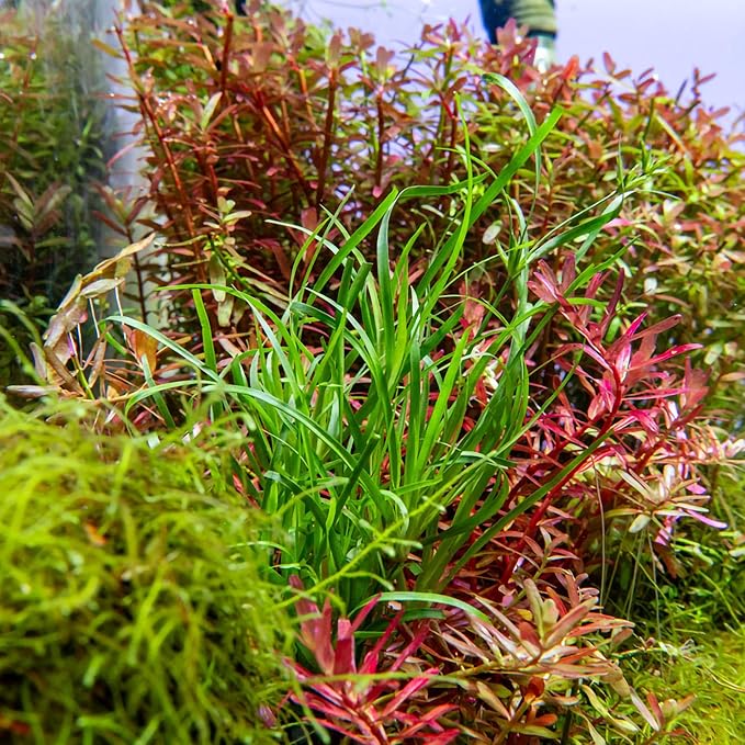 Ultum Nature Systems Juncus Repens Tissue Culture Live Plant for Aquarium, Aquascape, Freshwater Fish Tanks - 100% Snail Free in Vitro
