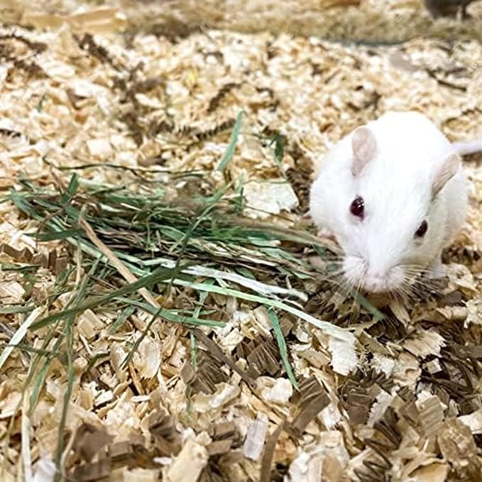 Blue Mountain Hay | Fresh Timothy Hay (48 Ounce) | Great for All Ages | High-Altitude Hay Pet Food for Rabbits, Guinea Pigs, Chinchillas, Hamsters, and Other Small Pets