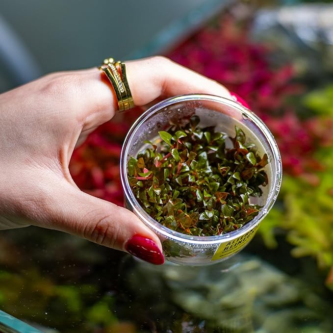 Ultum Nature Systems Alternanthera Reineckii Rosaefolia Red Stem Tissue Culture Live Plant for Aquarium, Aquascape, Freshwater Fish Tanks - 100% Snail Free in Vitro