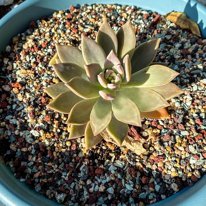 5lb Mix Horticultural Lava Rock Pebbles Pumice Potting Soil Amendment Succulent Cactus Bonsai Gritty Rock Decorative Gravel Plant Drainage Volcanic Rock for Aquarium Fairy Gardening Top Dressing