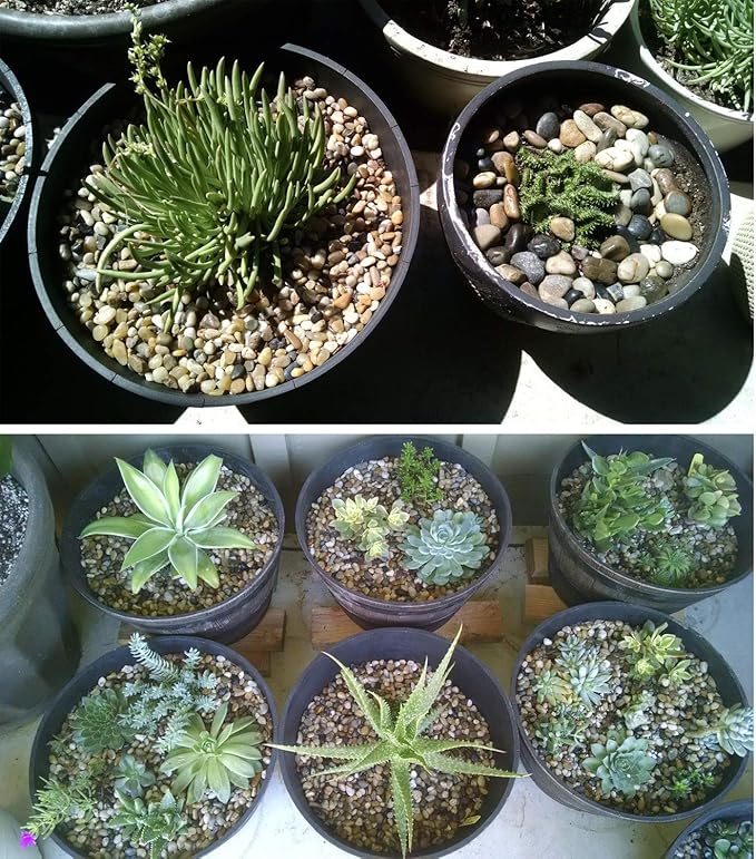 Voulosimi River Rock Stones, Natural Decorative Polished Mixed Pebbles Gravel,Outdoor Decorative Stones for Plant Aquariums, Landscaping, Vase Fillers (5 LB, Mixed Colors)