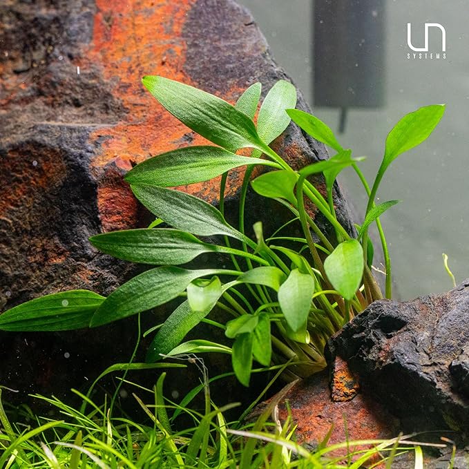 Ultum Nature Systems Cryptocoryne Wendtii Tropica Tissue Culture Live Plant for Aquarium, Aquascaping, Freshwater Fish Tanks - 100% Snail Free in Vitro