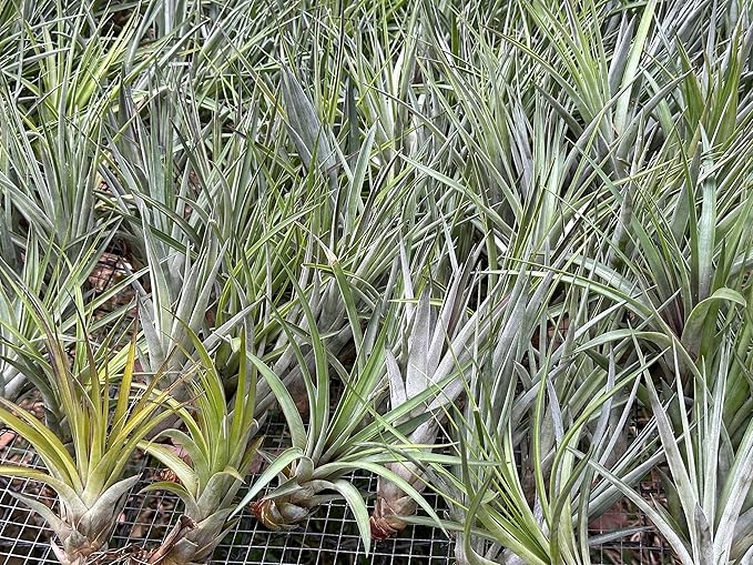 Air Plants - Tillandsia Fasciculata Tricolor, Large 4-6" - 3ct - Live Arrival Guaranteed - House Plants for Home Decor & Gift