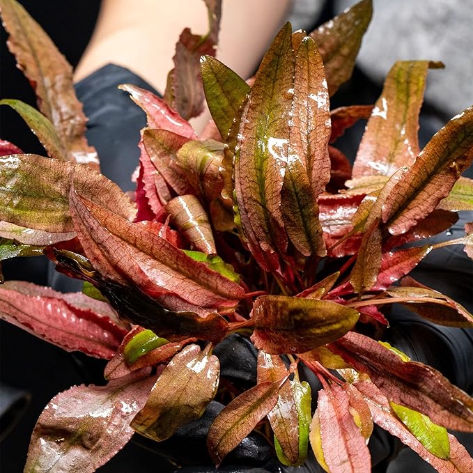 Ultum Nature Systems Live Tissue Culture - Cryptocoryne Albida 'Red' - Moderate - Low to Medium Light - Pink and Red Accent - Foreground to Midground - 100% Snail Free Grown in-Vitro - Regular Cup
