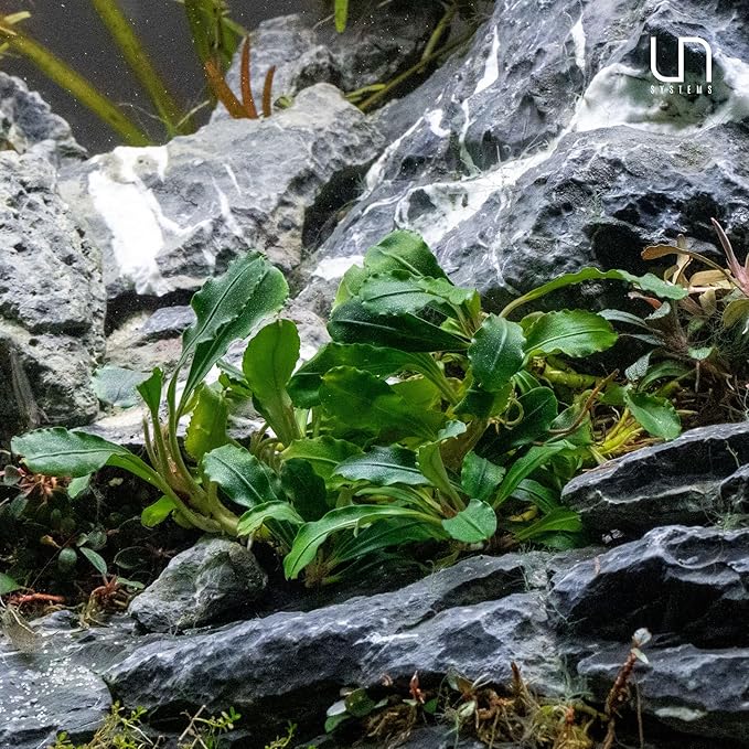 Ultum Nature Systems Live Tissue Culture - Bucephalandra Kedagang Japan- Easy - Low to Medium Light - Dark Green and Red Accent - Foreground to Midground - 100% Snail Free Grown in-Vitro - Small Cup
