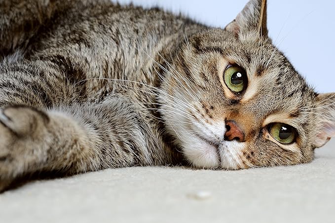 DrFormulas Nexabiotic Probiotics for Cats Powder | Treats Diarrhea for Pets with Saccharomyces Boulardii Lactobacillus Acidophilus, Best Probiotics Supplement for Digestive Health 30 Capsule