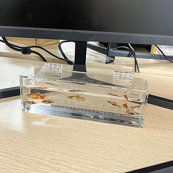 Fish Viewing Box Container with Lid and Scale, Acrylic Portable Fishing Mini Aquarium, Small Fish Breeder Hatching Boxes, Safe Tank Case for Breeding Egg Photo Isolation Outdoor Indoor