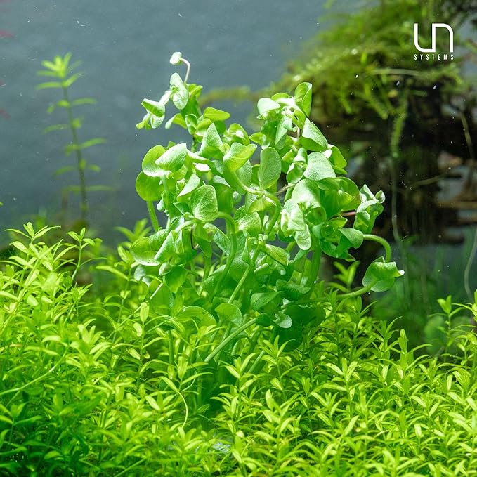 Ultum Nature Systems Live Tissue Culture - Purple Bacopa (Bacopa salzmannii) - Moderate - Moderate to High Light - Purple and Violet Accent - Midground - 100% Snail Free Grown in-Vitro - Regular Cup