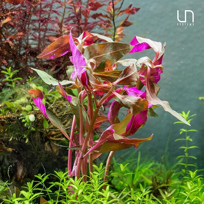 Ultum Nature Systems Alternanthera Reineckii Rosaefolia Red Stem Tissue Culture Live Plant for Aquarium, Aquascape, Freshwater Fish Tanks - 100% Snail Free in Vitro