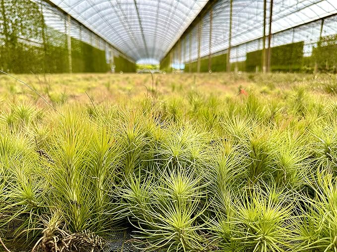 Air Plants - Tillandsia Funckiana, Large 5" - 5ct - Live Arrival Guaranteed - House Plants for Home Decor & Gift